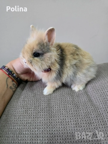 Мини лъвска глава , снимка 4 - Декоративни зайчета - 52921008