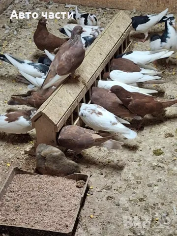 гълабите са хвъкане пазарджишки  гълабиот старото време 