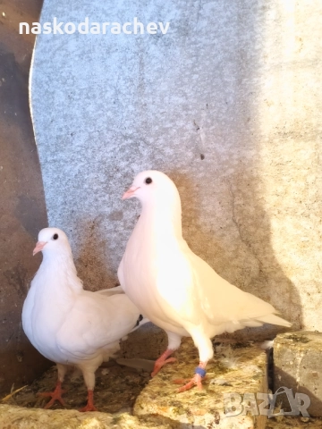 Гълъби порода Бенкалии (бемкалии, карабелии), снимка 4 - Гълъби - 52410859