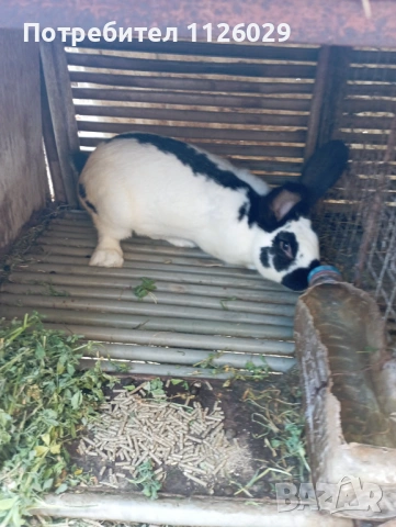 Заек пеперуда , снимка 5 - Други - 54235766