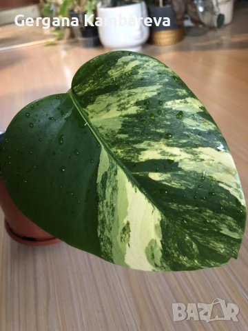 Monstera Aurea, philodendron Florida Beauty, Sodiroi, Cream Splash, Epipremnum Baltic Blue , снимка 2 - Стайни растения - 56086278