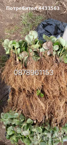 Разсад ягоди , снимка 9 - Разсади - 49982346