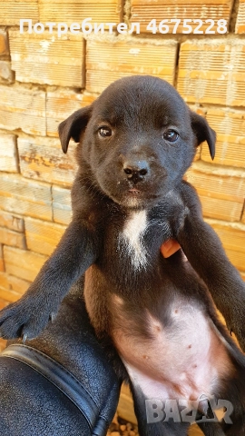 Подарявам кученца, снимка 5 - Други - 52798050