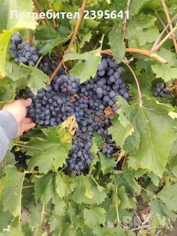 Продавам грозде Каберне фран, снимка 5 - Домашни продукти - 56374030