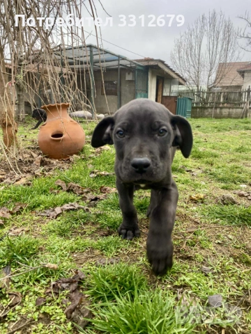 Немски дог - бебета, снимка 8 - Немски дог - 52621505