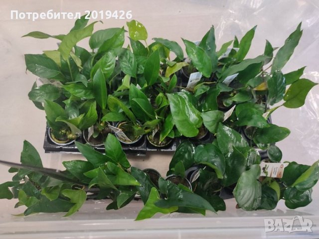 Анубиаси видове , снимка 2 - Други - 40880418