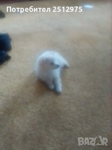 Продавам померан момиче , снимка 5 - Померан - 54337021