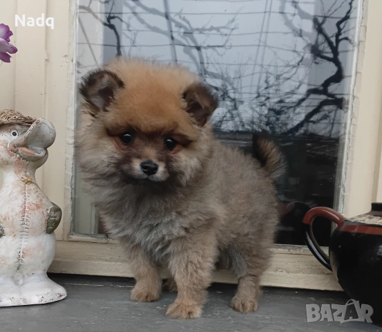 Померан , снимка 2 - Померан - 54072020