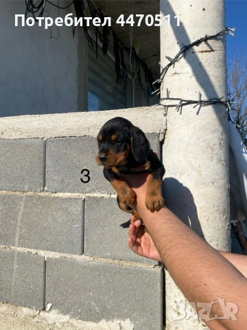 Ловни кучета, снимка 2 - Гонче - 54316867
