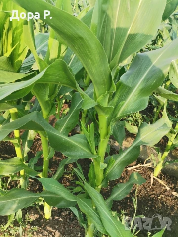Сладка царевица на кочан, снимка 3 - Домашни продукти - 50827483