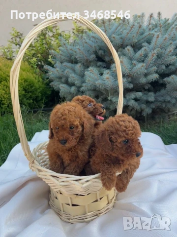 Пудел той , снимка 1