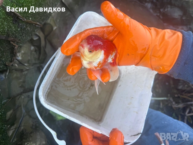 Златни риби принцеси Комети имам различни размери , снимка 9 - Рибки - 45372844