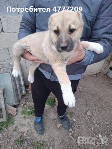 САО-АЛАБАЙ , снимка 5 - Други - 53970663