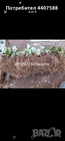 Разсад ягоди , снимка 8 - Разсади - 49471052