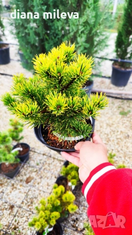 Pinus mugo Dezember gold(Клек Декемврийско злато), снимка 4 - Градински цветя и растения - 52113275