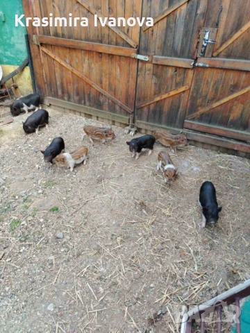 Продавам , снимка 6 - Прасета - 50319107