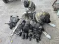 Кавказка овчарка бебе, снимка 7