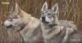 Чехословашки вълчак - немска овчарка + вълк, снимка 1