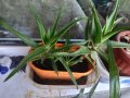 Фикус бенджамин 170см, драцена 120см, снимка 11