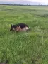 Немски  овчарки , снимка 5