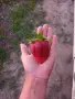 Предлагам разсад ягоди сорт Априка, снимка 2