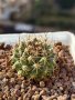 Кактуси Mammillaria Papasquiarensis, снимка 1 - Градински цветя и растения - 44320335