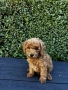 Мини пудели / Mini Poodles, снимка 6