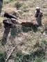 Малки овчарки от работещи родители , снимка 1