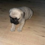 мопс, снимка 2