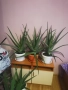 Алое вера , снимка 1