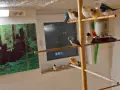 Гулдови Амадини!, снимка 7
