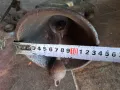 Стара камбана от чугун жаба , снимка 3