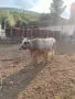 Продавам 2 крави и 1 теле, снимка 1