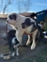 Кученца, Кавказка овчарка-Алабай, снимка 8