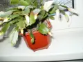 Продавам цветя Зигокактус - подготвени за късен есенен цъфтеж, снимка 10