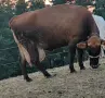ялови крави за клане , снимка 1