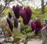 Magnolia Black Beauty - Черна красавица, снимка 2