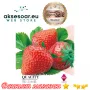 100 бр. ягодови семена от гигантска ягода градинско плодово растение, сладки и вкусни червени ягоди , снимка 12