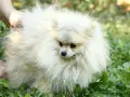 Померан Померанче мъжки, снимка 6