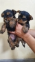  мини йоркширски териер, снимка 5