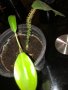 Philodendron Squamiferum , снимка 2