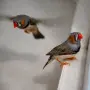 амадини финки зеброви амадини, снимка 6