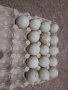 Индийски бегач  яйца , снимка 1 - други­ - 39955108