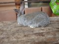 Свободни зайци в гр.Кърджали, снимка 1 - Други - 44273000
