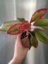Аглаонема 'Крит'/ aglaonema Crete, снимка 1