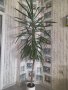 Палма Юка , снимка 1 - Стайни растения - 42482148