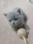 Шотландски и британси котета, снимка 2
