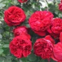 🌹РОЗА 🌹Gpt Red Eden Rose® (Eric Tabarly®) 🌹, снимка 4