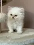 Персийско коте. , снимка 1