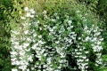 Филаделфус (Philadelphus),, снимка 4
